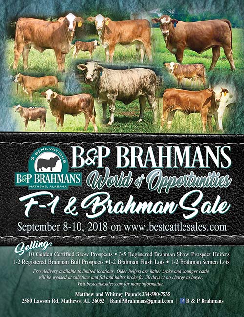 F1 & Brahman Sale