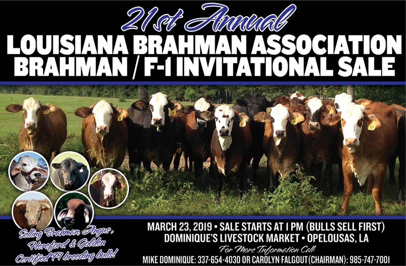 BJE-Louisiana-Association-Brahman-F1-invitational-sale