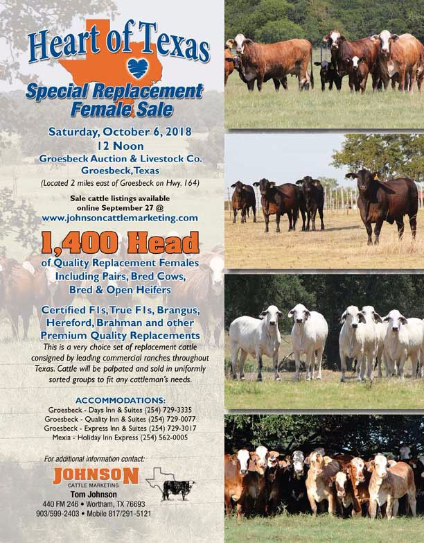 Heart-of-Texas-Special-Replacement-Female-Sale