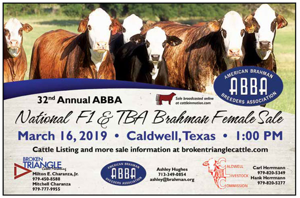 BJE-National-F1-&-TBA-Brahman-Female-Sale