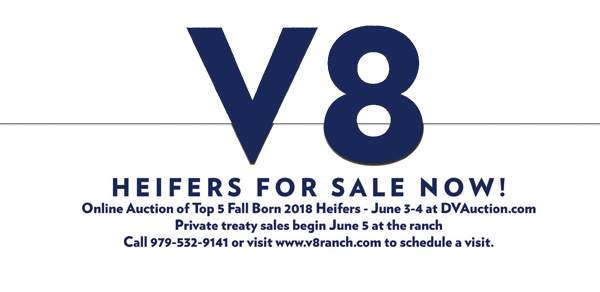 BJE-V8-Sale