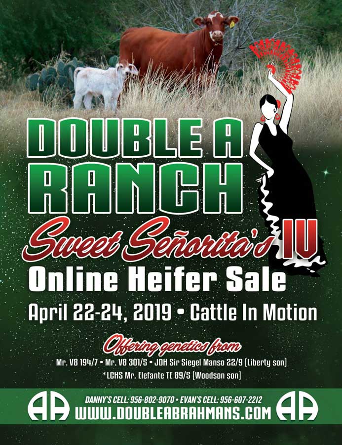 BJE-Double-A-Ranch-“Sweet-Senoritas-IV”-Online-Heifer-Sale