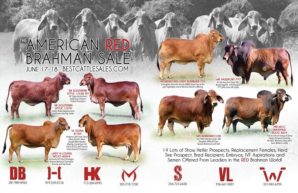 BJE-American-Red-Brahman-Sale