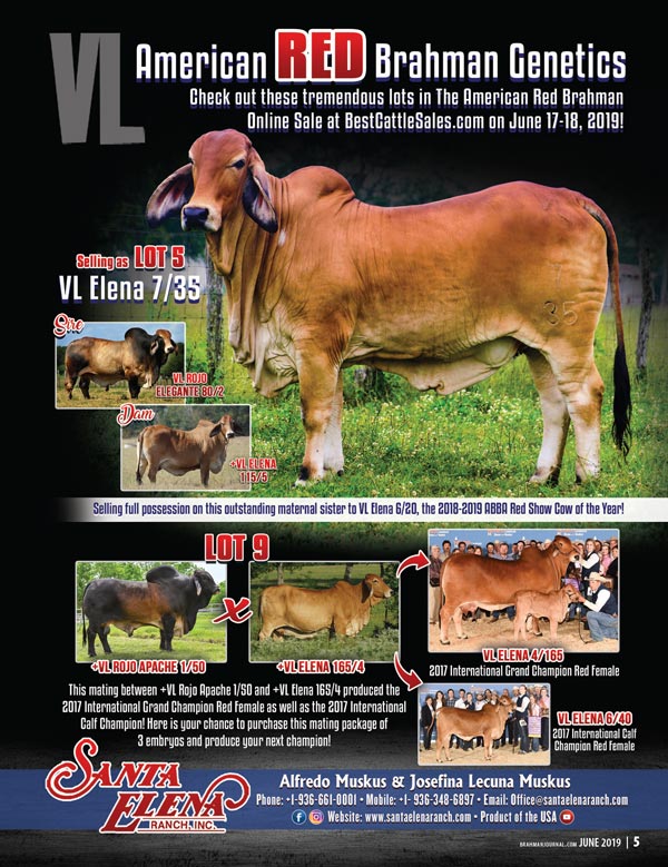 BJE-American-Red-Brahman-Sale2