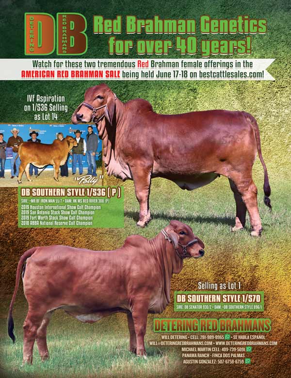 BJE-American-Red-Brahman-Sale3