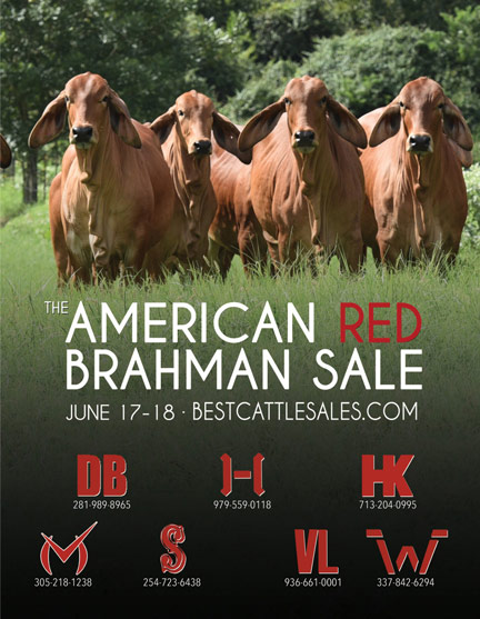 the-amreican-red-Brahman-Sale-1