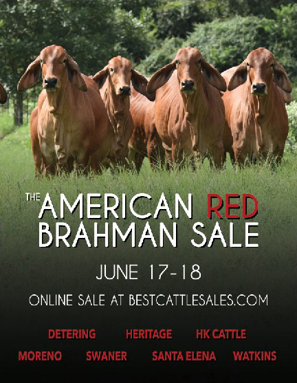 the-amreican-red-Brahman-Sale-2