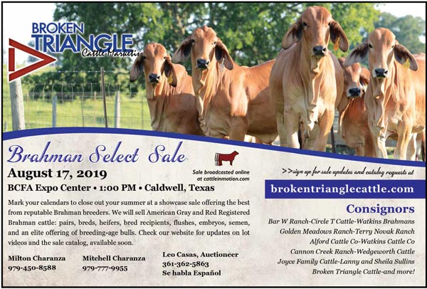 BJE-Brahman-Select-Sale-august