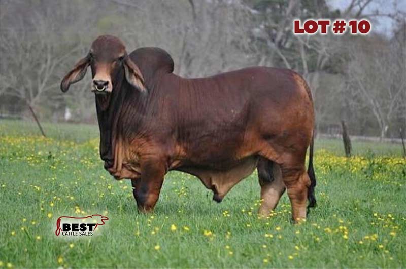 TBE-Lot10-2019-AJBA-Semen-and-Embryo-Sale