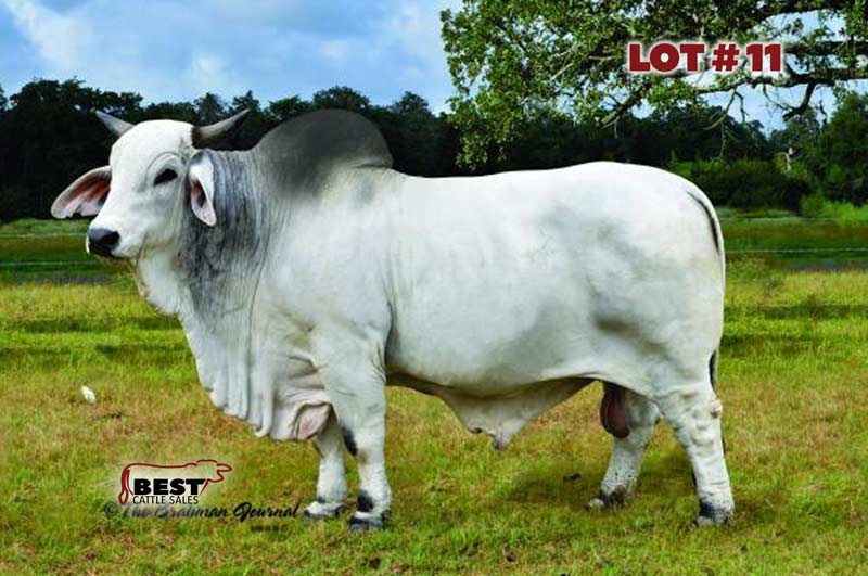 TBE-Lot11-2019-AJBA-Semen-and-Embryo-Sale