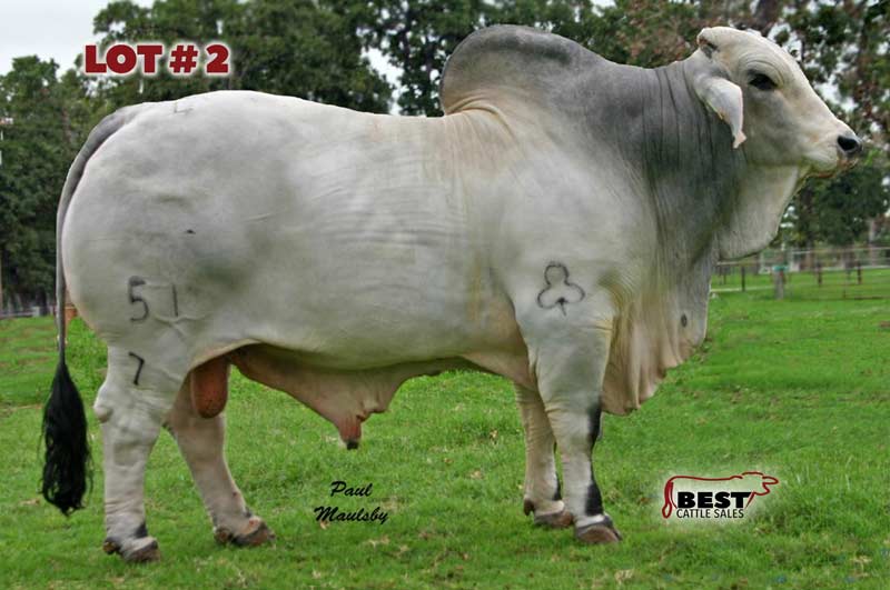 TBE-Lot2-2019-AJBA-Semen-and-Embryo-Sale