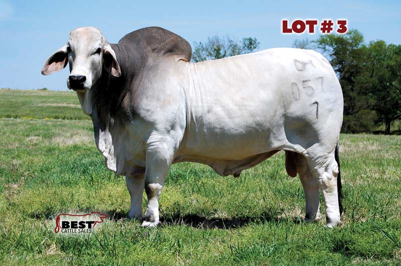 TBE-Lot3-2019-AJBA-Semen-and-Embryo-Sale