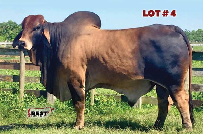 TBE-Lot4-2019-AJBA-Semen-and-Embryo-Sale