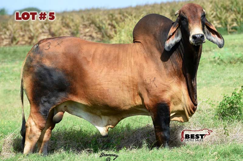 TBE-Lot5-2019-AJBA-Semen-and-Embryo-Sale