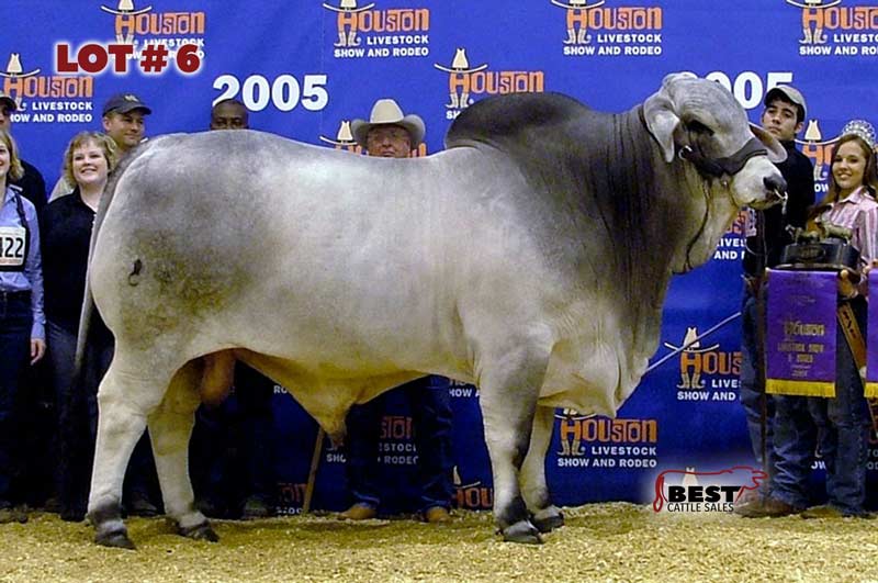 TBE-Lot6-2019-AJBA-Semen-and-Embryo-Sale