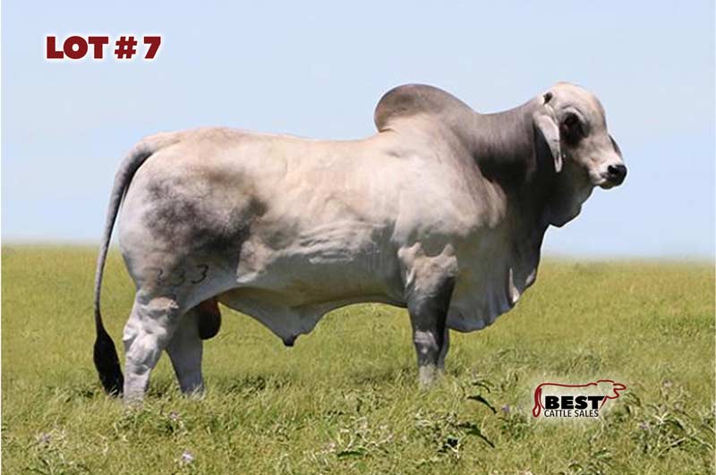 TBE-Lot7-2-2019-AJBA-Semen-and-Embryo-Sale