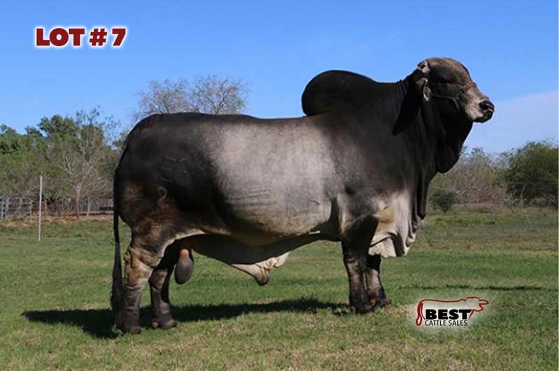 TBE-Lot7-2019-AJBA-Semen-and-Embryo-Sale