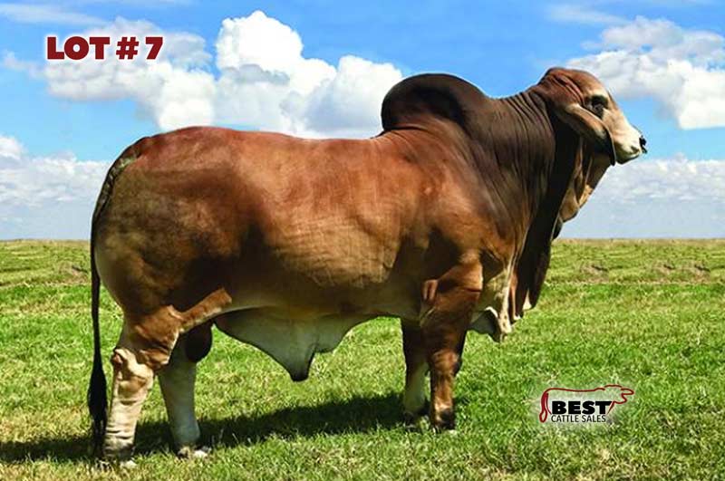 TBE-Lot7-3-2019-AJBA-Semen-and-Embryo-Sale