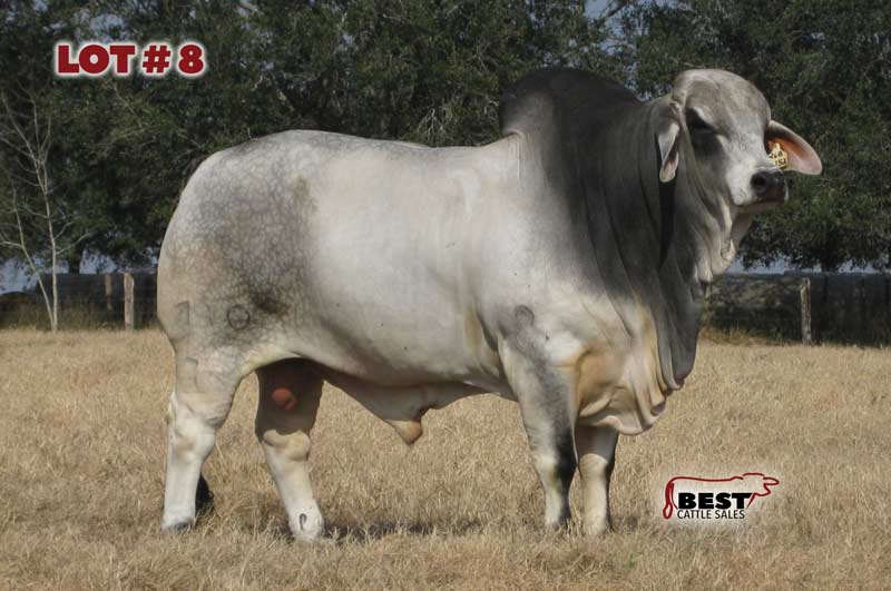 TBE-Lot8-2019-AJBA-Semen-and-Embryo-Sale