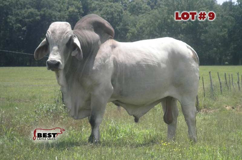 TBE-Lot9-2019-AJBA-Semen-and-Embryo-Sale