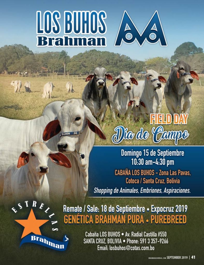 TBE-Dia-campo-buhos