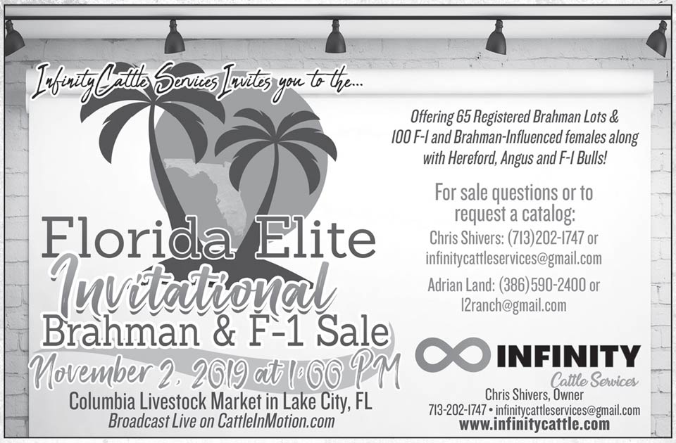 TBE-Florida-Brahman-&-F1-Sale