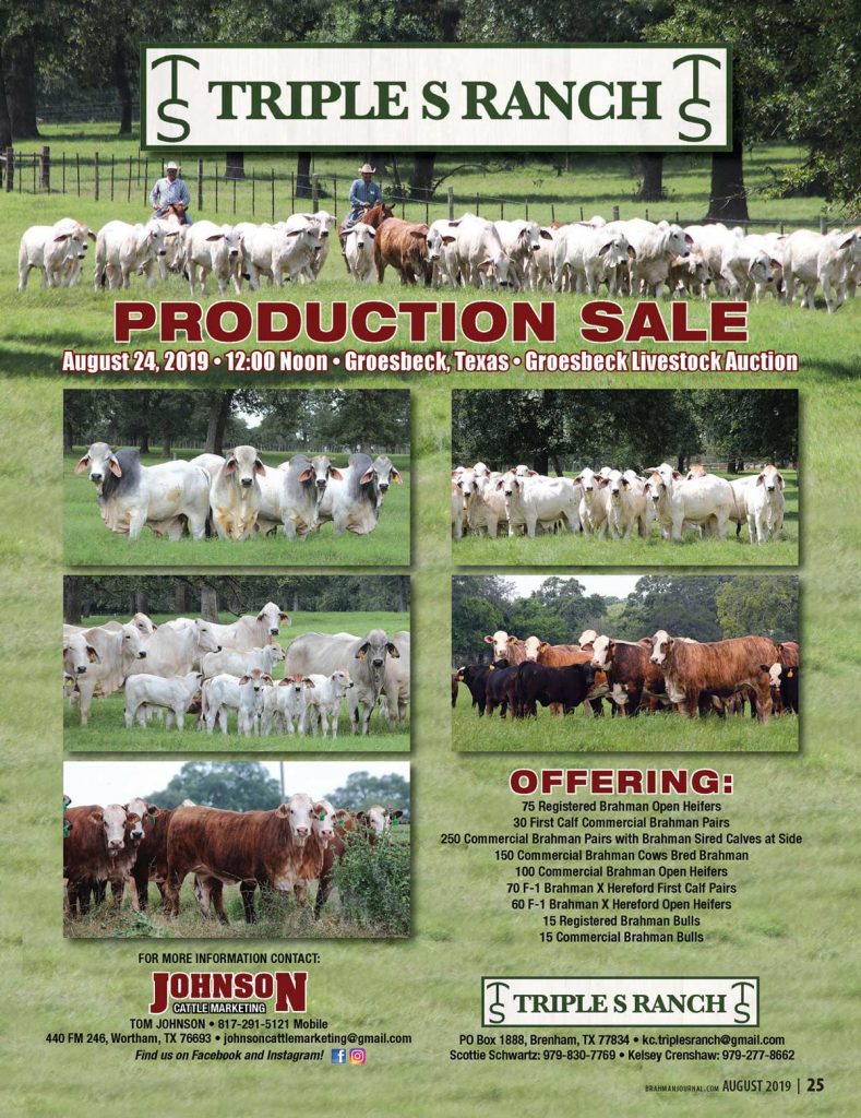 TBE-Triple-S-Ranch-production-sale