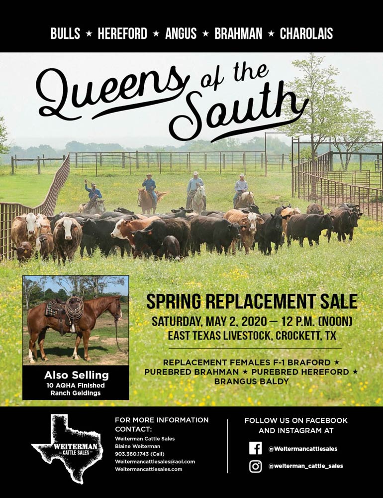 TBE-queen-of-the-south-replacement-sale