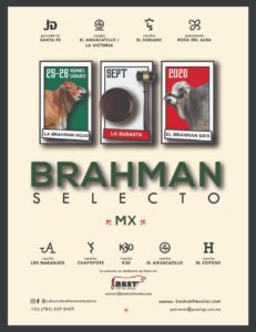 Brahman-Selecto-MX