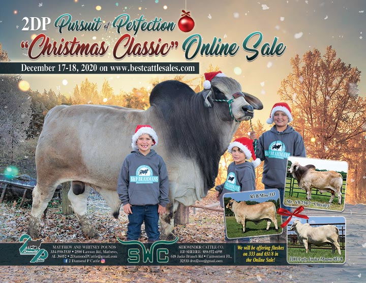 2DP Pursuit Of Perfection “CHRISTMAS CLASSIC” Online Sale