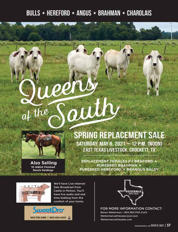 Queen of the south spring replacement sale may